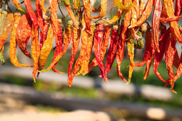 Dried and winter prepared eggplant, pepper and stuffed peppers