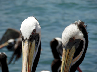 Close-up photo of Pelicans at the market