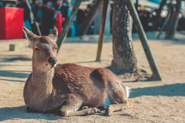 Japanese Deer from Miyajima, Hiroshima. Wildlife