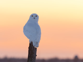 Male Snowy Owl at Sunset in Winter, Portrait