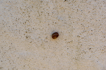 A snail stuck on a grainy, old, dirty white wall