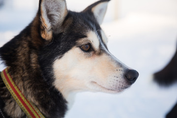 A beautiful portrait of a sled dog, alsakan husky during the sled dog race in Norway. Closeup of a happy sled pulling dog.