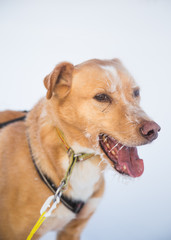 A beautiful portrait of a sled dog, alsakan husky during the sled dog race in Norway. Closeup of a happy sled pulling dog.