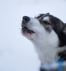 Fototapeta premium A beautiful portrait of a sled dog, alsakan husky during the sled dog race in Norway. Closeup of a happy sled pulling dog.