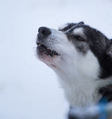 A beautiful portrait of a sled dog, alsakan husky during the sled dog race in Norway. Closeup of a happy sled pulling dog.