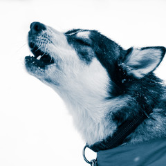 A beautiful portrait of a sled dog, alsakan husky during the sled dog race in Norway. Closeup of a...