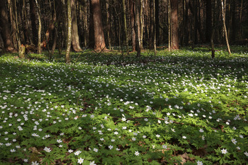 Obraz premium blooming glades of the first spring white flowers in the forest