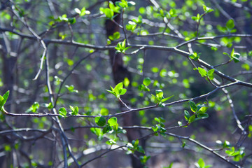 Green branches on sunny day in the forest in cold tones