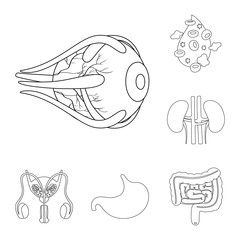 Vector illustration of anatomy and organ logo. Set of anatomy and medical stock symbol for web.