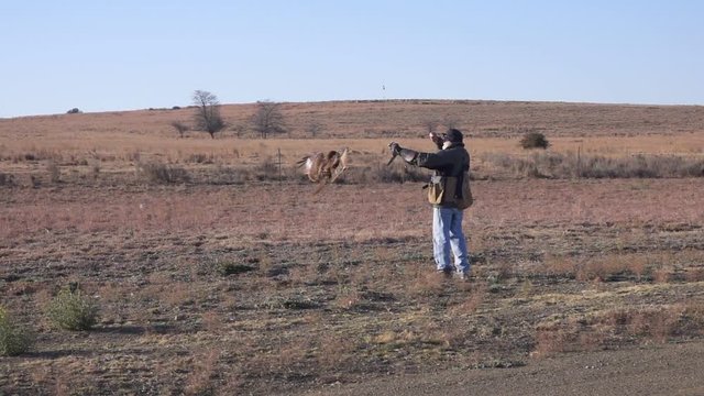 Falconer training juvenile African Hawk Eagle in dry grassland