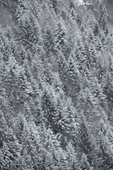 Beautiful pine trees in a very cold and snowy day