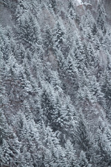 Fototapeta na wymiar Beautiful pine trees in a very cold and snowy day