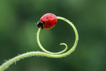 Foto op Plexiglas ladybug 12 © mehmetkrc