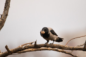 Gray crow sitting in a tree. She has a walnut in her beak. The background is blurred.