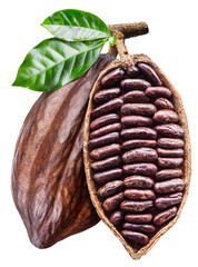 Open cocoa pod with cocoa seeds which is hanging from the branch. Conceptual photo.