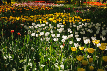 glades with many colorful flowers of tulips, all colors of the rainbow-red, yellow, pink, white, like multi-colored rivers, creating abstract paintings, beautiful background image and patterns