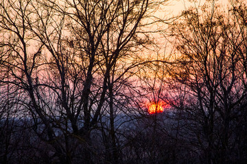 Sunset in the countryside. Silhouettes of trees on the background of the evening sky_