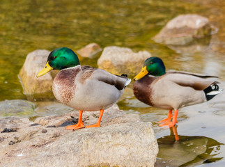 a male specimen of  the mallards/It is a water bird of the duck family living in the wetlands, in Italy it is called capoverde