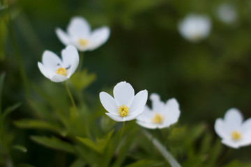 blooming glades of the first spring white flowers in the forest