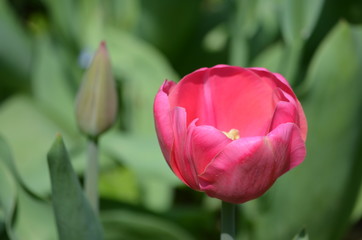 Close up of one delicate pink - magenta tulip flower in a garden in a sunny spring day with blurred green background and space for text