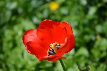Obraz premium Close up of one delicate red tulip in a garden in a sunny spring day with blurred green background 