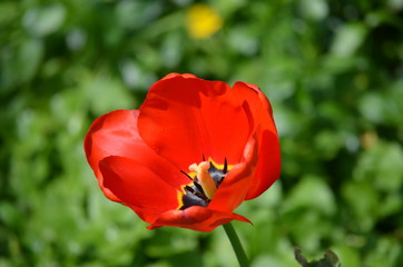 Close up of one delicate red tulip  in a garden in a sunny spring day with blurred green background 