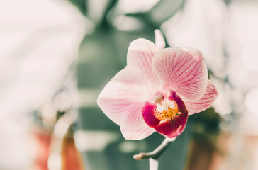 Soft selective focus magenta orchid - phalaenopsis on defocused background, sweet color orchid in...