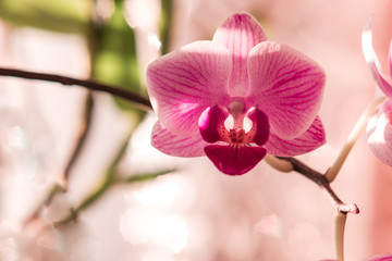 Soft selective focus magenta orchid - phalaenopsis on defocused background, sweet color orchid in soft style. Floral background of tropical orchid. Orchid Flower in garden spring day, for postcard