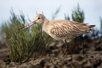 The bar-tailed godwit (Limosa lapponica) on the shore. Godwit in non-breeding plumage.