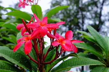 Pink white flower.Pink yellow flower or white flower background.Colorful flowers in nature