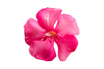 oleander flower isolated