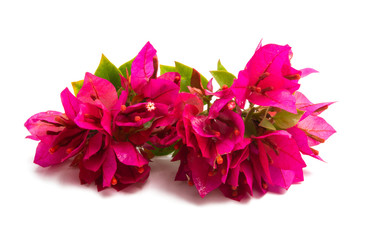 Bougainvillea isolated
