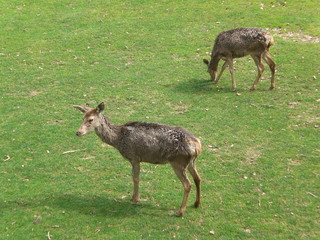 Cervatillos en la naturaleza