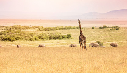 A Giraffe overlooking a line of Elephants in the Maasai Mara