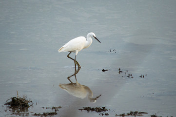 Egret and its reflection