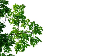 Fototapeta premium Tropical plant leaves with branches on white isolated background for green foliage backdrop 