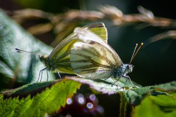 Green-veined White butterflies mating