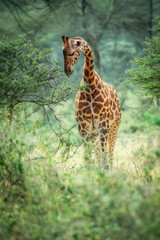 Giraffe walking among the Fever Trees in Kenya
