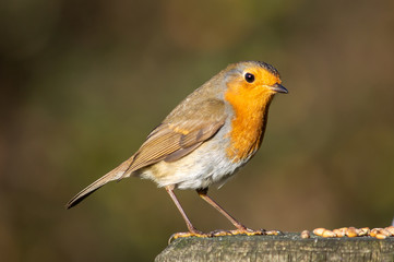 Robin beside food on a wooden post