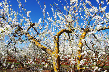 Branches of Blossom orchard, south of Portugal