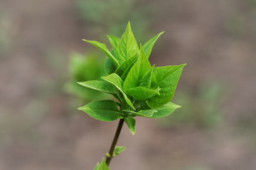 Spring twig with young leaves