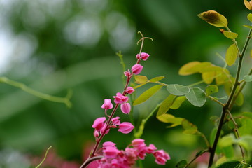 Pink white flower.Pink yellow flower or white flower background.Colorful flowers in nature