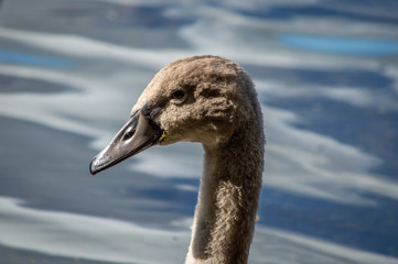 Swan juvenile head