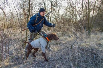 A hunting dog of the deutsch kurzhaar