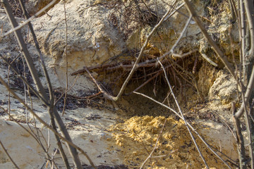 fox trail on wet sand