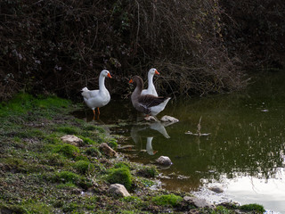 Family of three geese swimming together in a lake