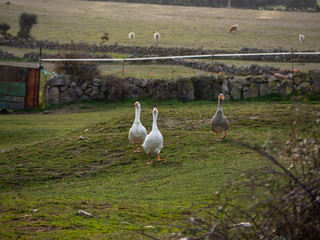 Family of three geese together in a meadow