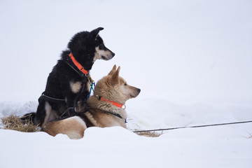Beautiful alaskan husky dogs resting during a long distance sled dog race in Norway. Dogs in snow.