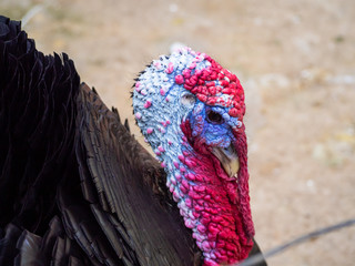 A turkey strutting on a farm