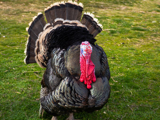 A turkey strutting on a farm